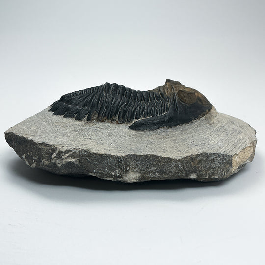 Trilobite Hollardops Fossil