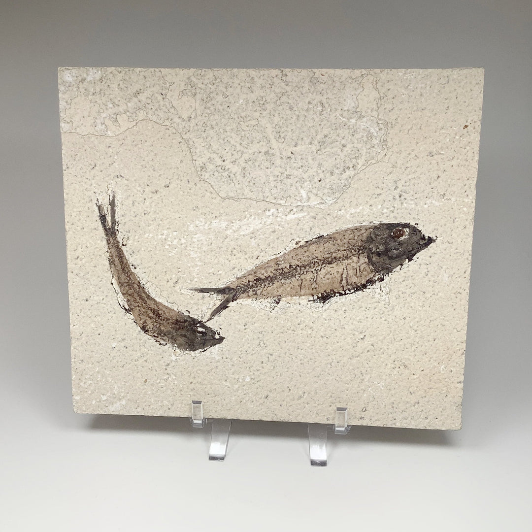 Fish Fossil - Rocks and Gems Canada