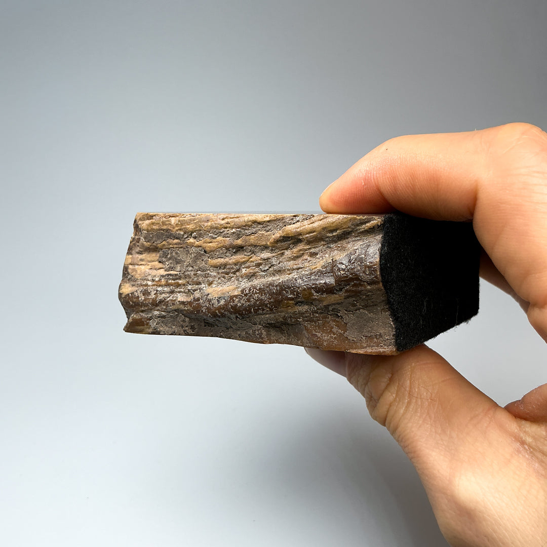 Petrified Wood Stand Up