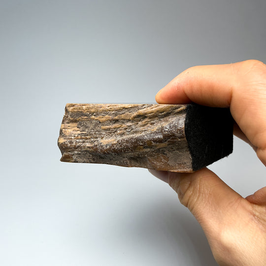 Petrified Wood Stand Up