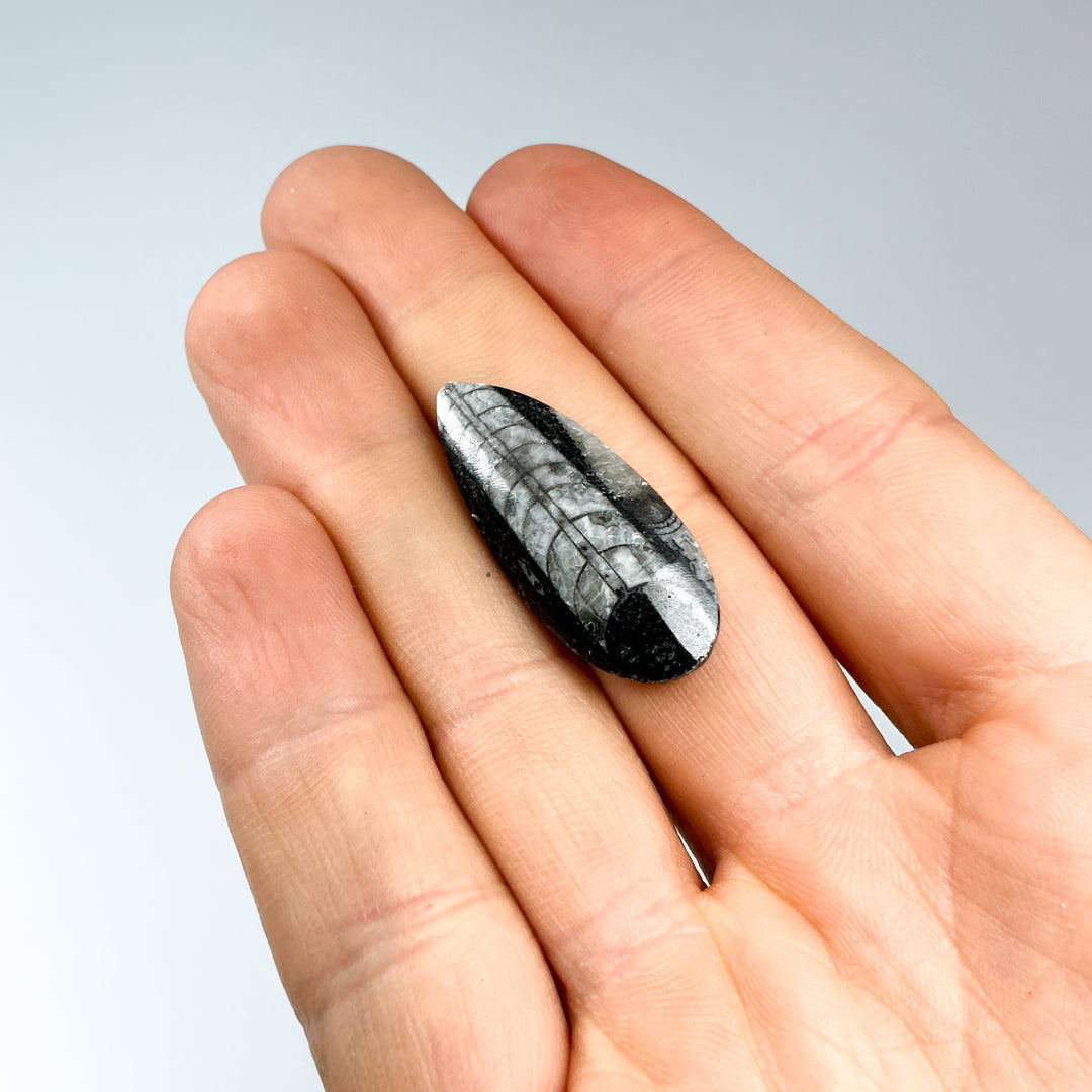 Mini Polished Orthoceras Fossil