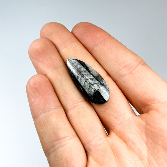 Mini Polished Orthoceras Fossil