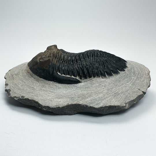 Trilobite Hollardops Fossil