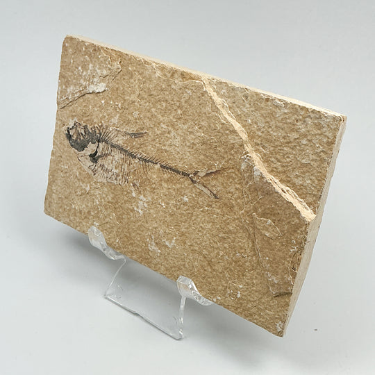 Fish Fossil