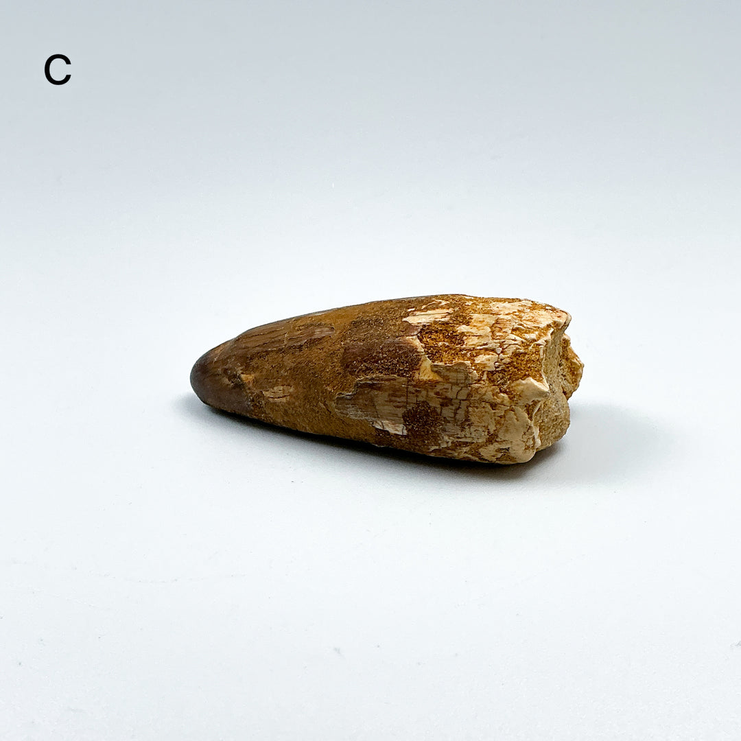 Fossilized Spinosaurus Tooth Specimen