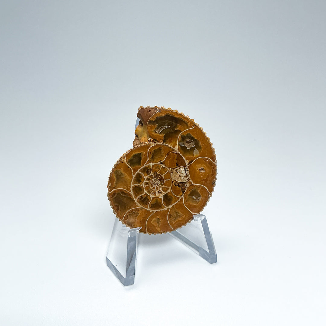Chambered Ammonite