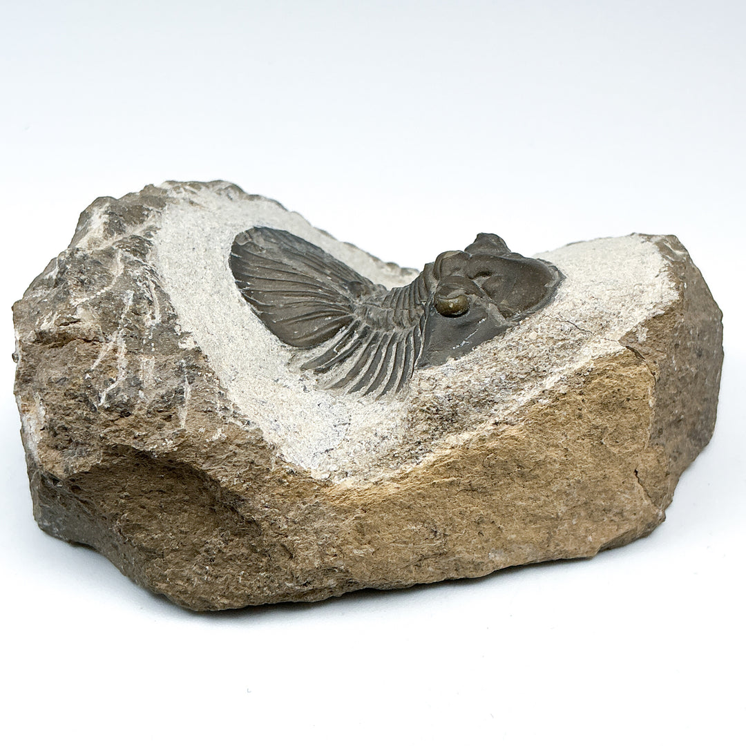 Trilobite Scutellum Fossil - Rocks and Gems Canada