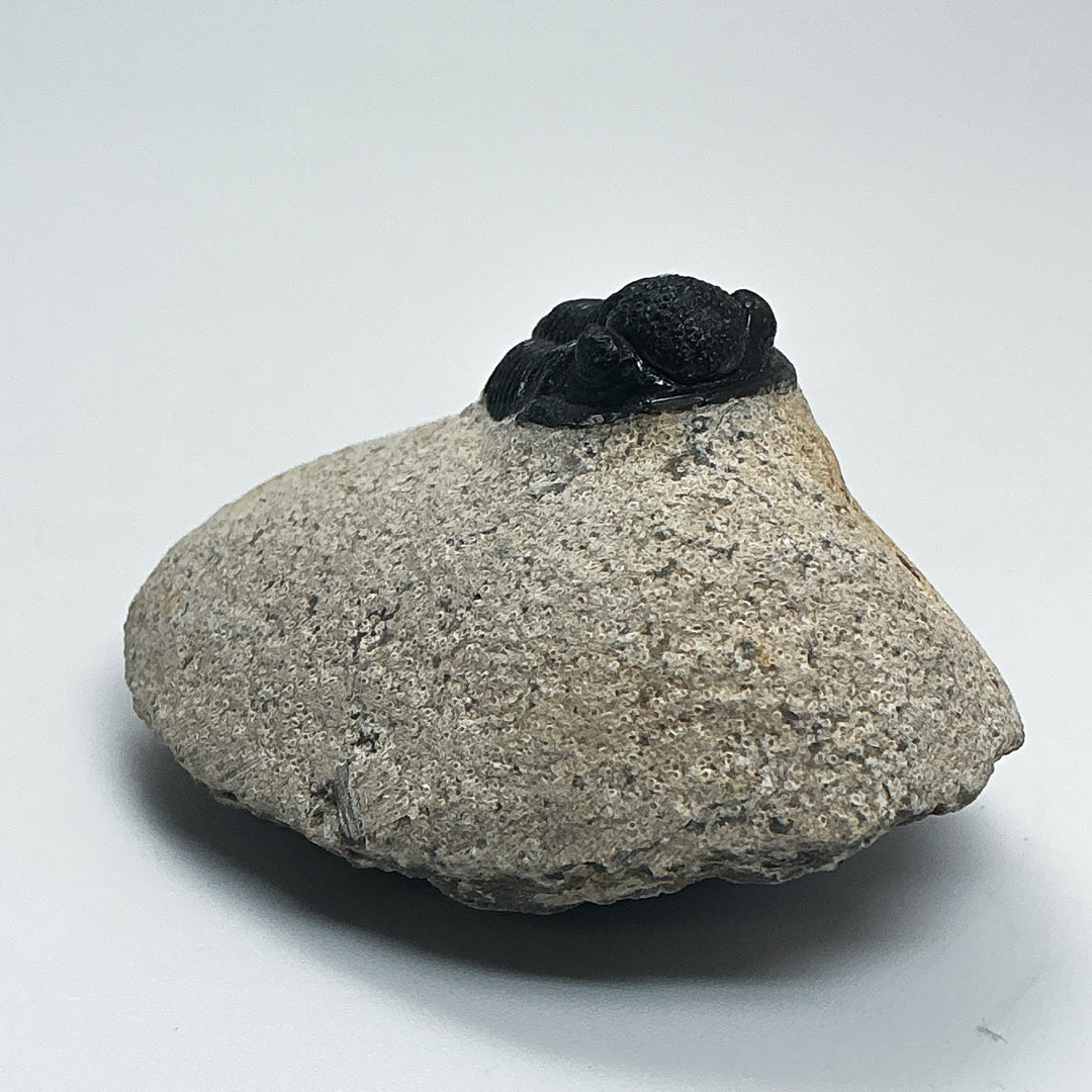 Trilobite Proetus Fossil