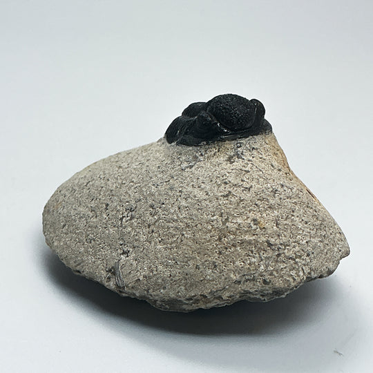 Trilobite Proetus Fossil