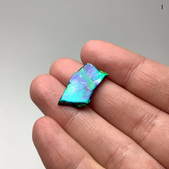 Ammolite Specimen - Rocks and Gems Canada