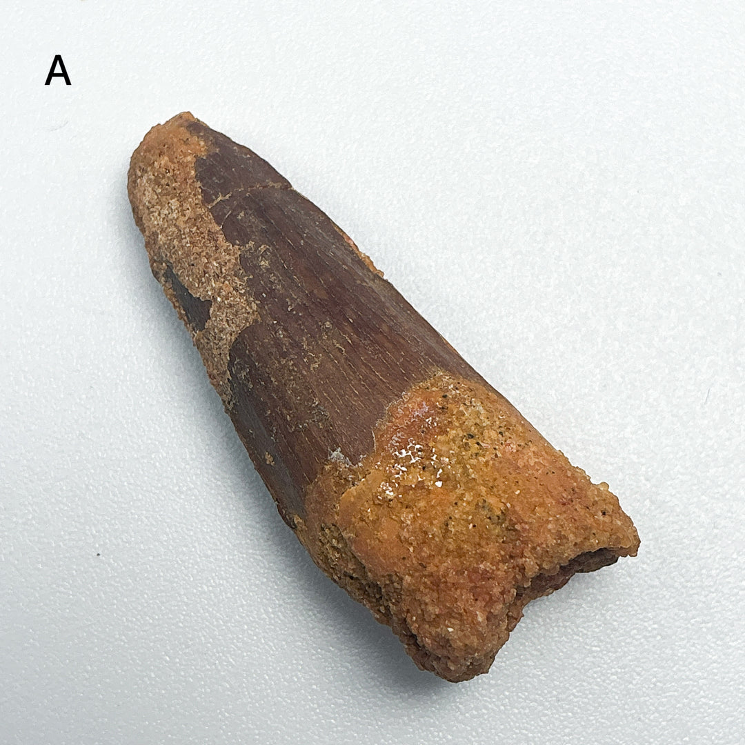 Fossilized Spinosaurus Tooth Specimen