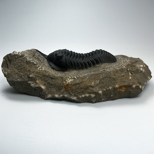 Trilobite Moroccanite Fossil