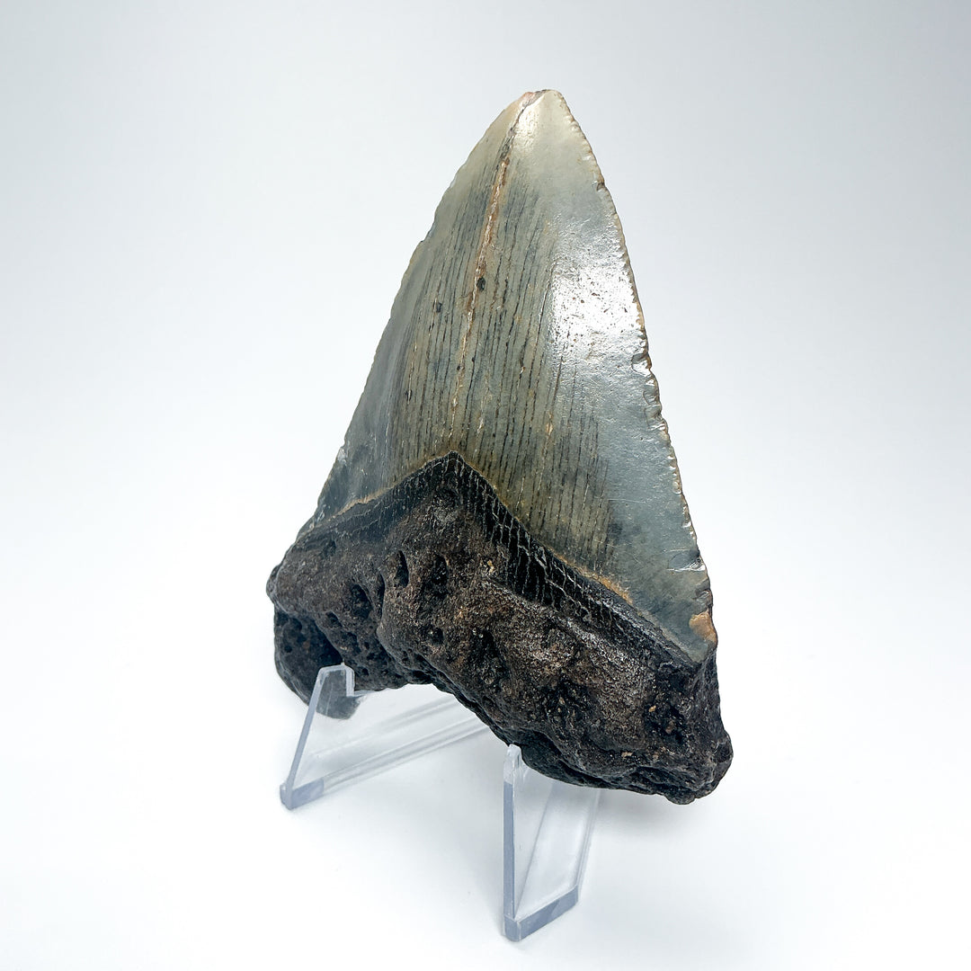 Fossilized Shark Tooth Specimen: Carcharodon Megalodon