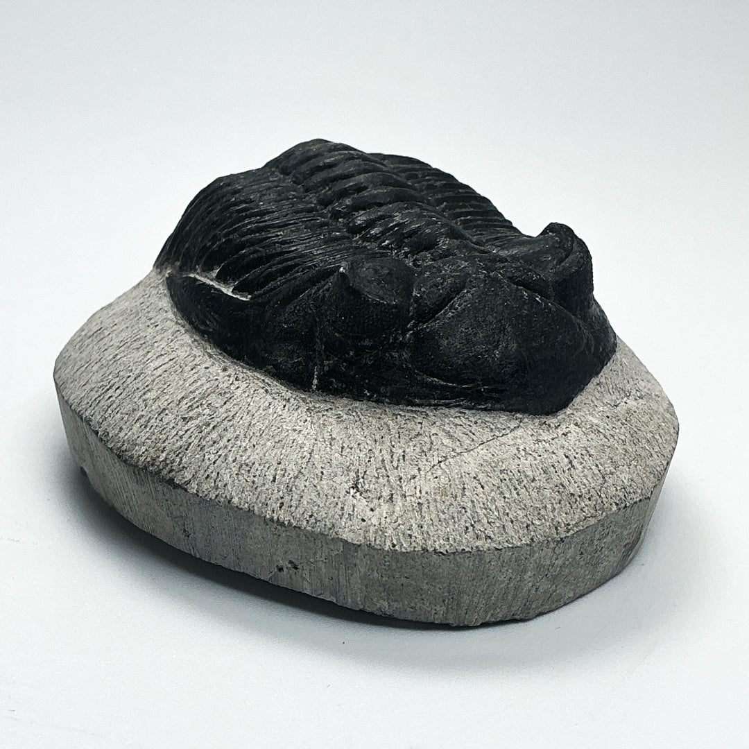 Trilobite Hollardops Fossil