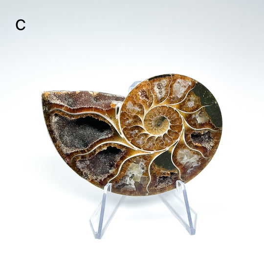 Chambered Ammonite - Rocks and Gems Canada
