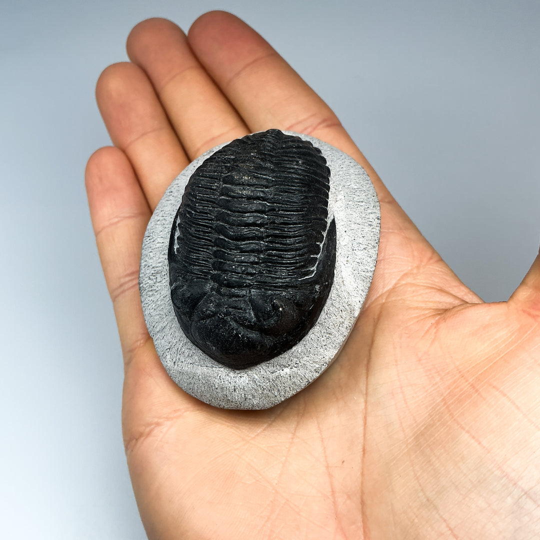 Trilobite Hollardops Fossil