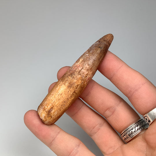 Fossilized Spinosaurus Tooth Specimen - Rocks and Gems Canada