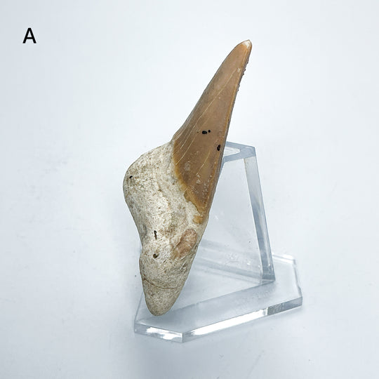 Fossilized Otodus/Lamna Shark Tooth Specimen