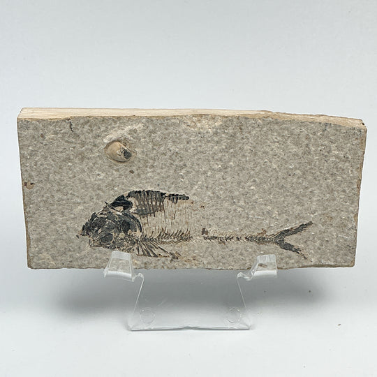 Fish Fossil