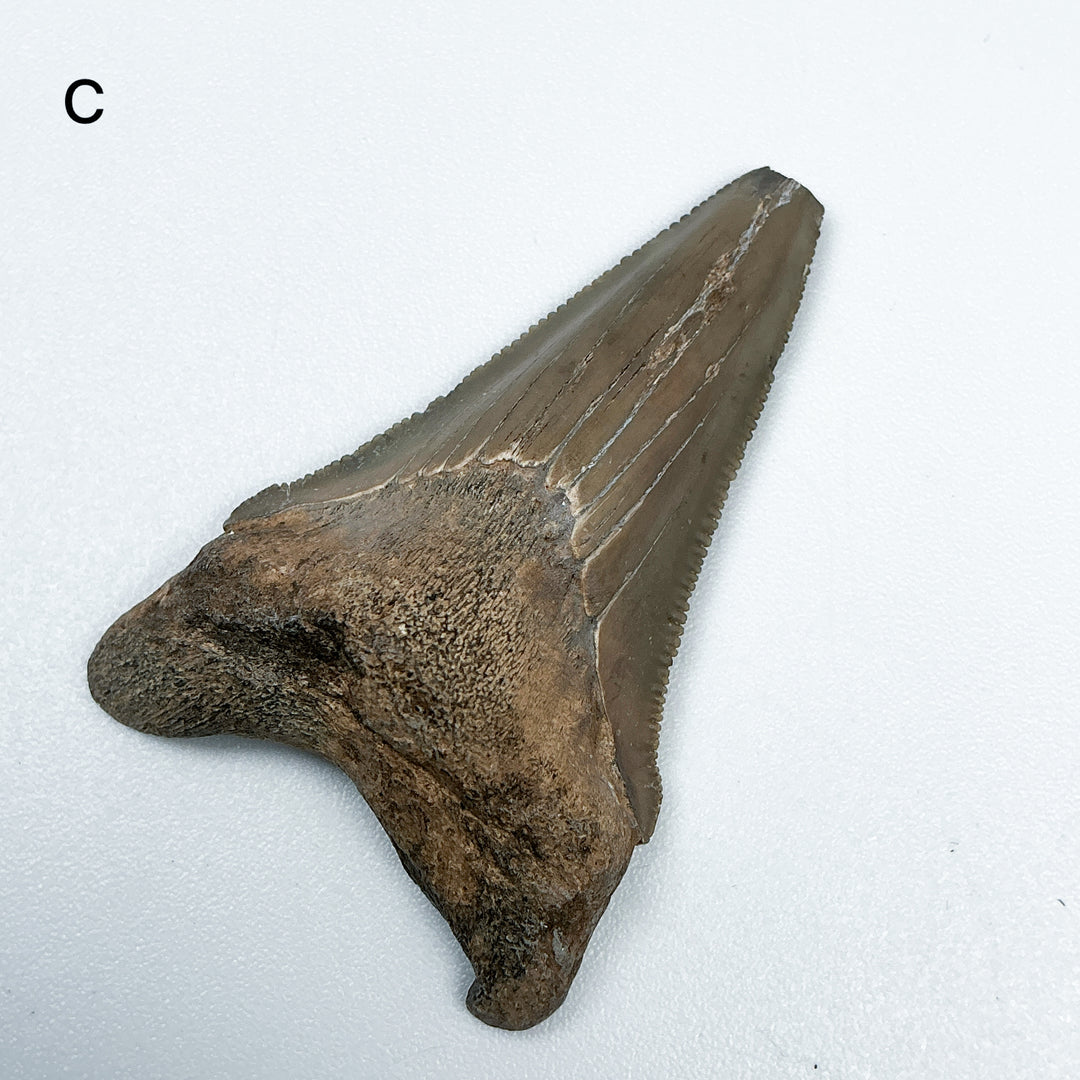 Fossilized Shark Tooth Specimen: Carcharodon Megalodon