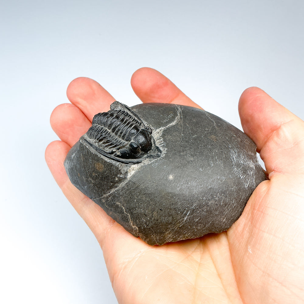 Trilobite Cornuproetus Fossil - Rocks and Gems Canada