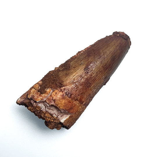Fossilized Spinosaurus Tooth Specimen