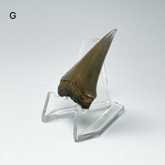 Fossilized Shark Tooth Specimen: Extinct Great White Shark