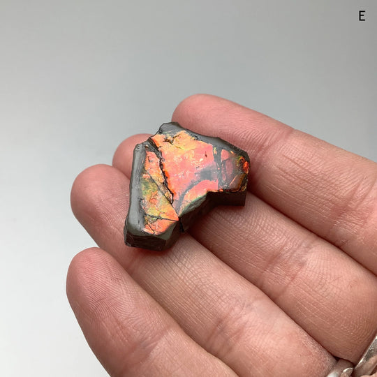 Ammolite Specimen - Rocks and Gems Canada