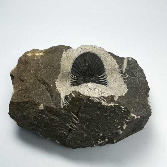 Trilobite Scutellum Fossil