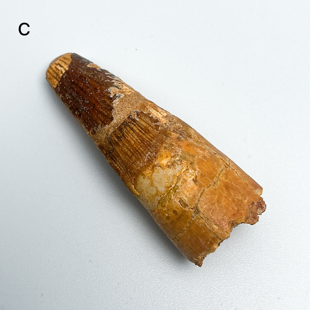 Fossilized Spinosaurus Tooth Specimen-Rocks and Gems Canada