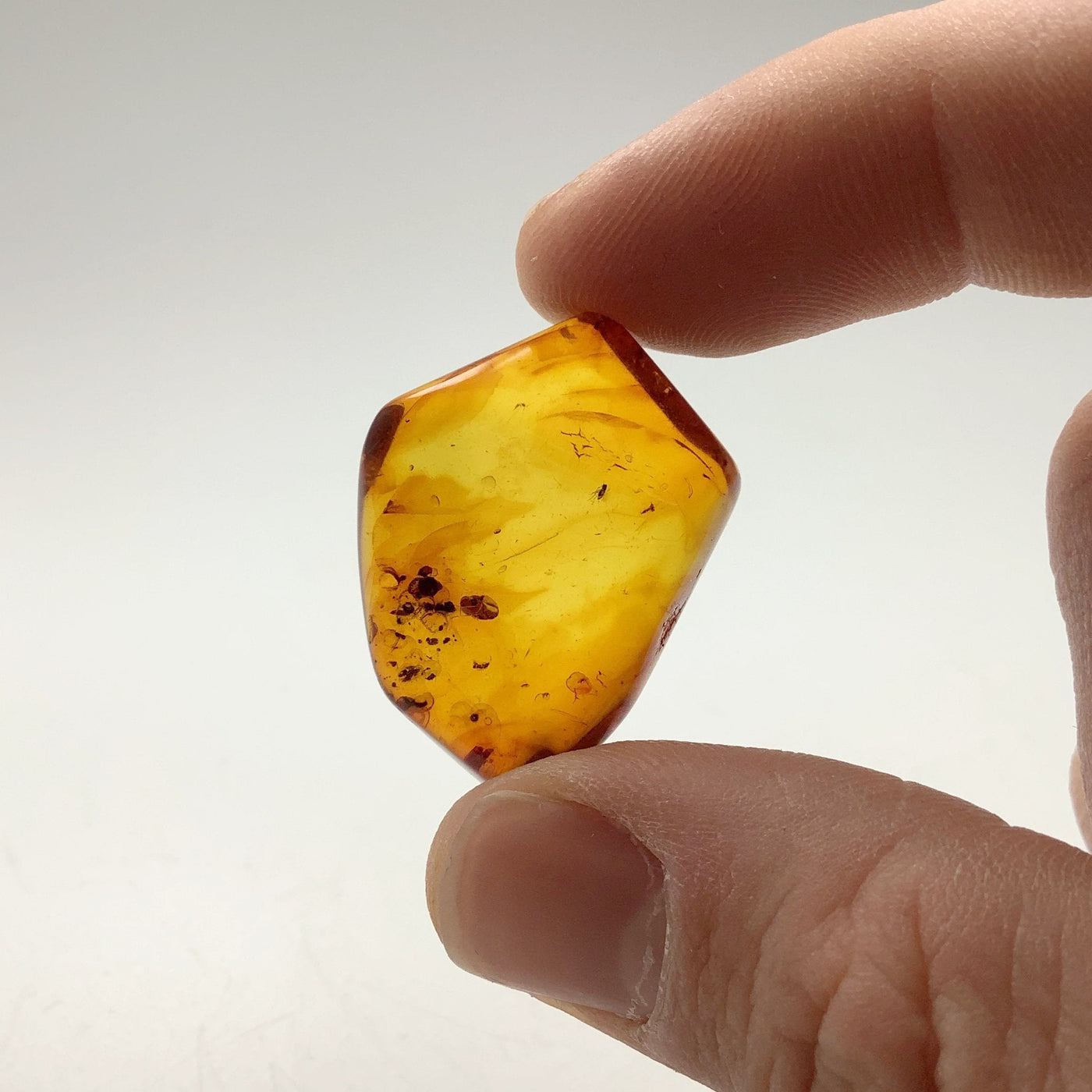 Amber Specimen With Insects