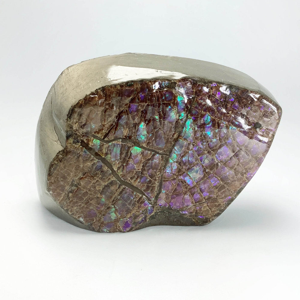 Ammolite Specimen-Rocks and Gems Canada