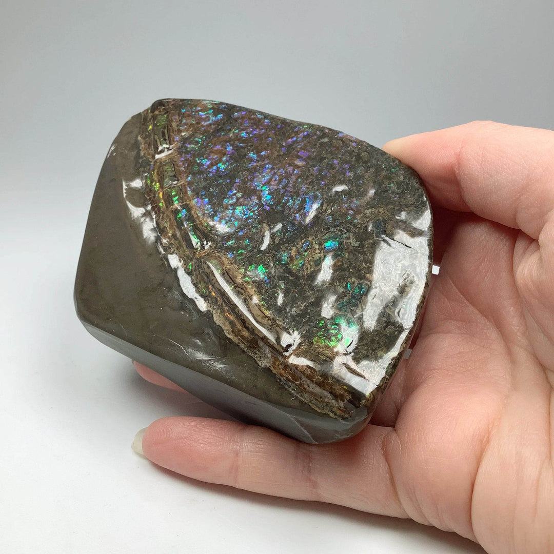 Ammolite Specimen-Rocks and Gems Canada