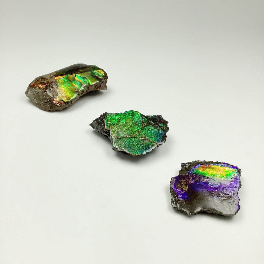 Ammolite Specimen-Rocks and Gems Canada