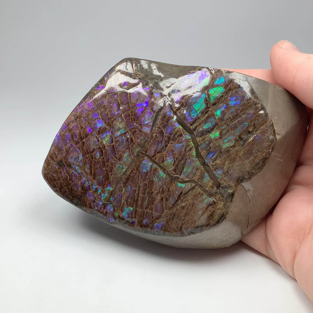 Ammolite Specimen-Rocks and Gems Canada