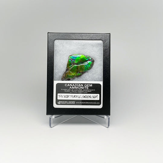 Ammolite Gem Display Box - Rocks and Gems Canada