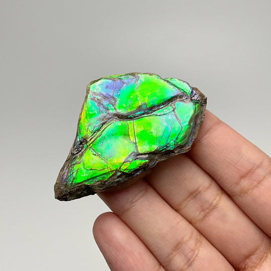 Ammolite Gem Display Box - Rocks and Gems Canada