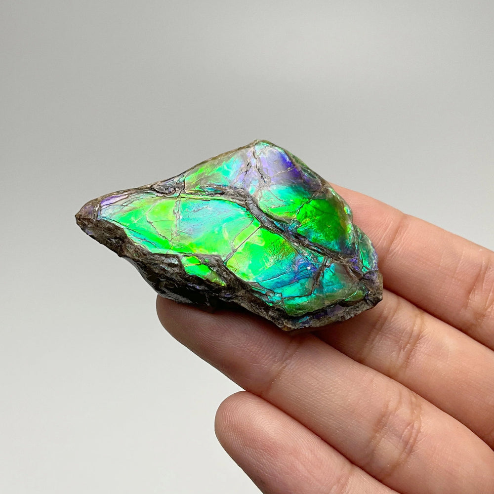 Ammolite Gem Display Box - Rocks and Gems Canada