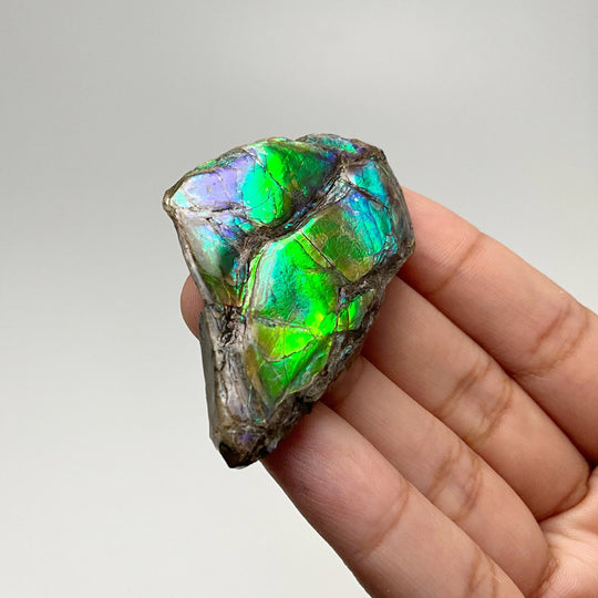 Ammolite Gem Display Box - Rocks and Gems Canada
