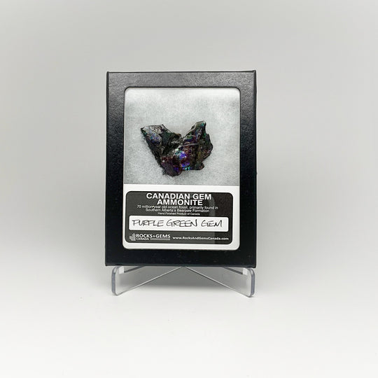 Ammolite Gem Display Box - Rocks and Gems Canada
