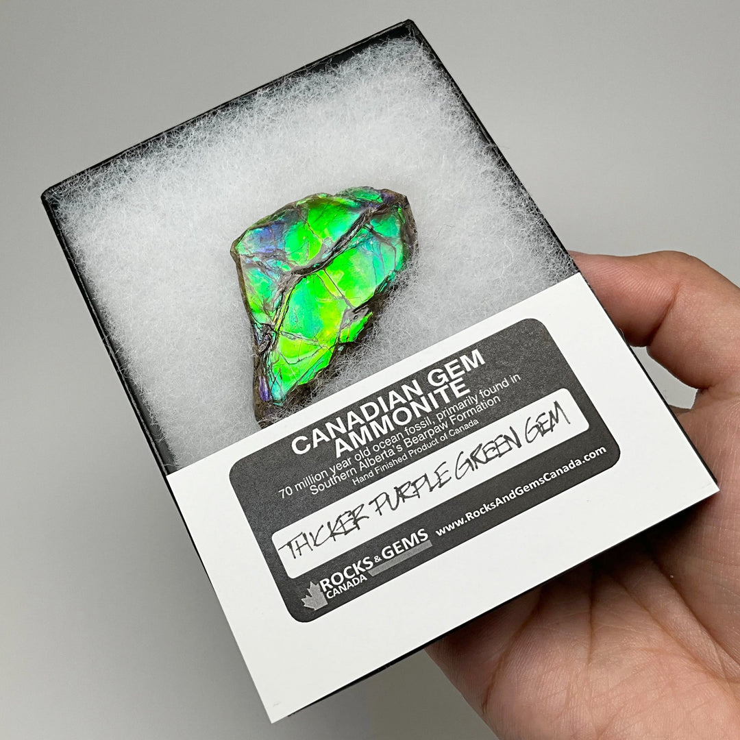 Ammolite Gem Display Box - Rocks and Gems Canada