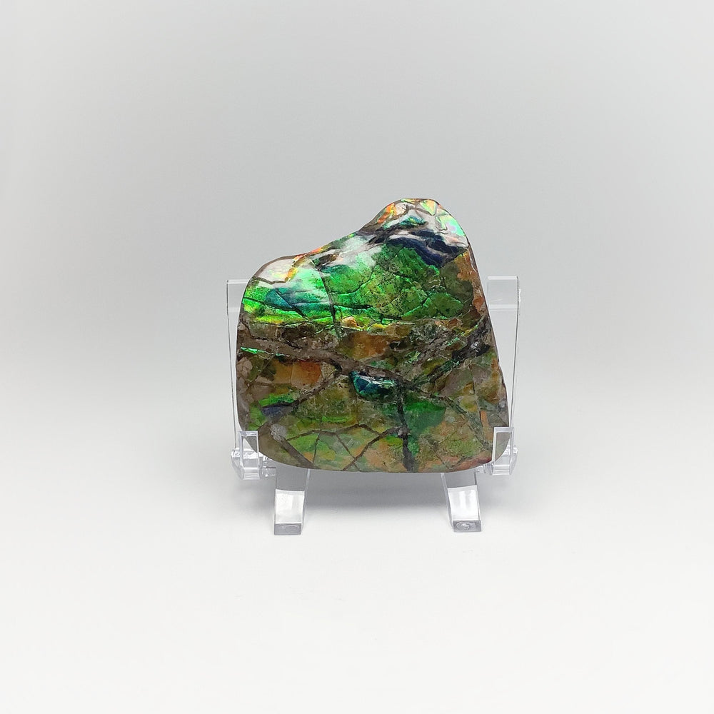 Ammolite Specimen - Rocks and Gems Canada