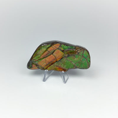 Ammolite Specimen