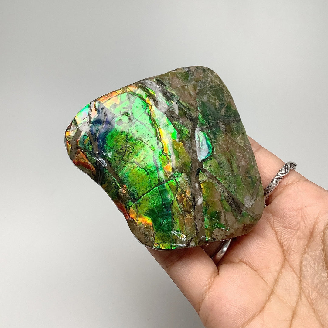 Ammolite Specimen - Rocks and Gems Canada