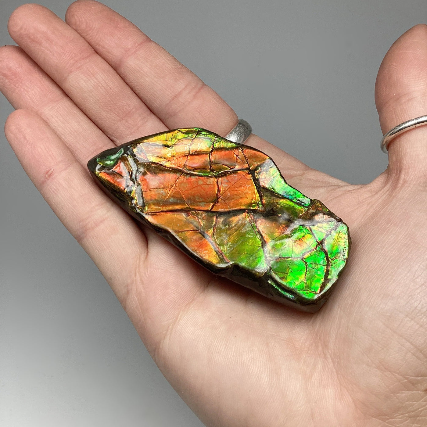 Ammolite Specimen