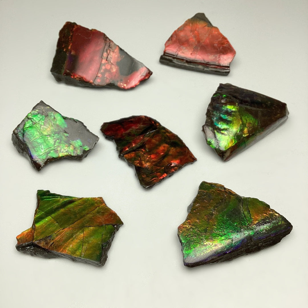 Ammolite Specimen - Rocks and Gems Canada
