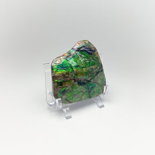 Ammolite Specimen - Rocks and Gems Canada