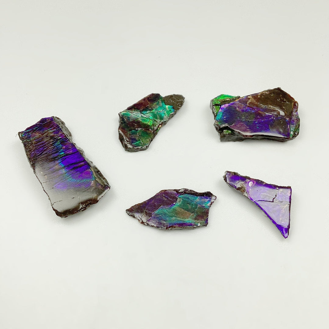 Ammolite Specimen - Rocks and Gems Canada