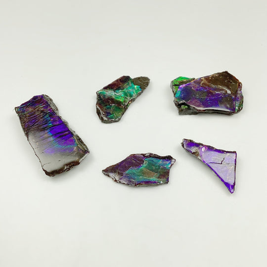 Ammolite Specimen - Rocks and Gems Canada