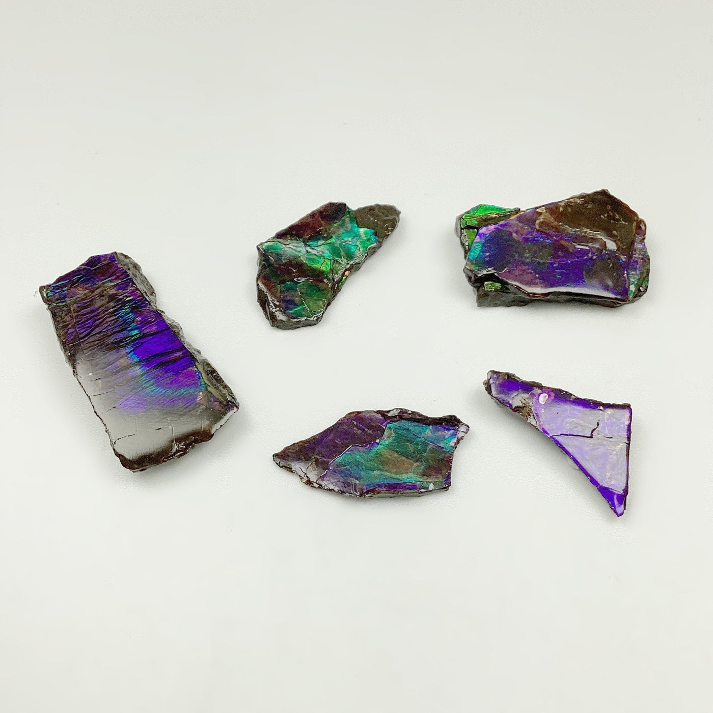 Ammolite Specimen at $39 Each